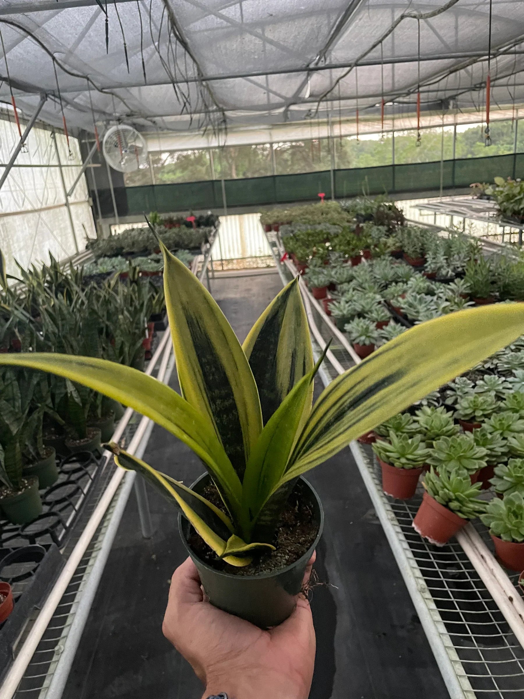 Snake Gold Flame