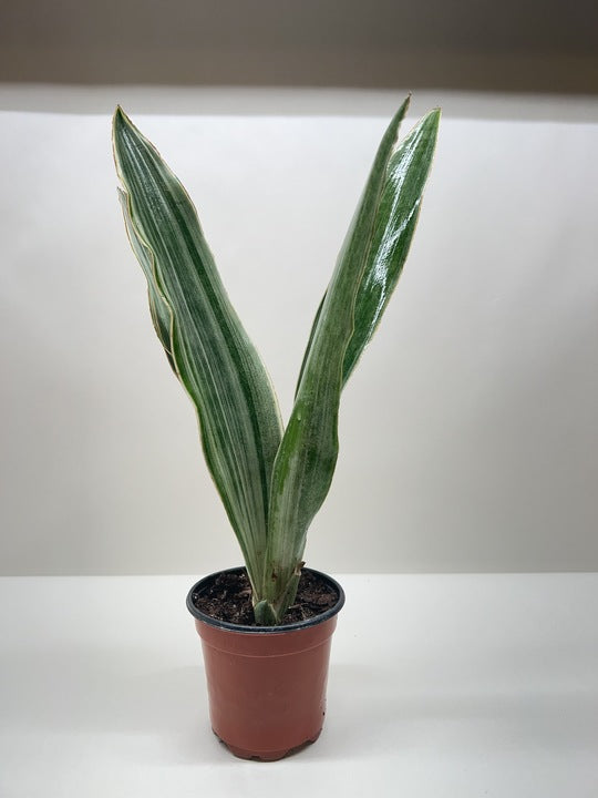 Snake Plant Sayuri