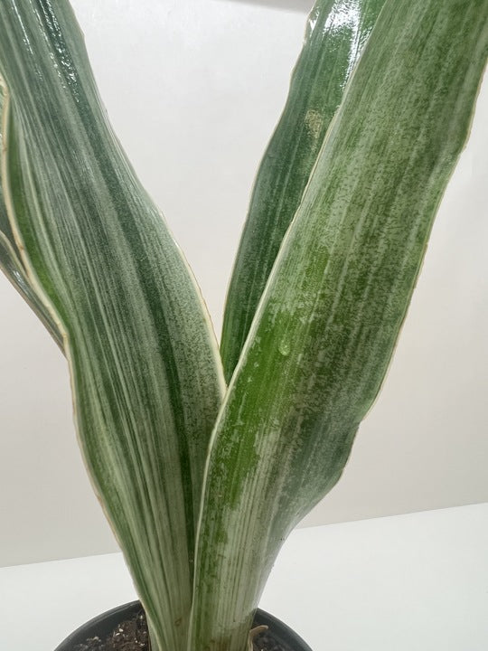 Snake Plant Sayuri