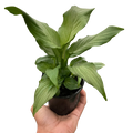 Spathiphyllum Platinum Mist