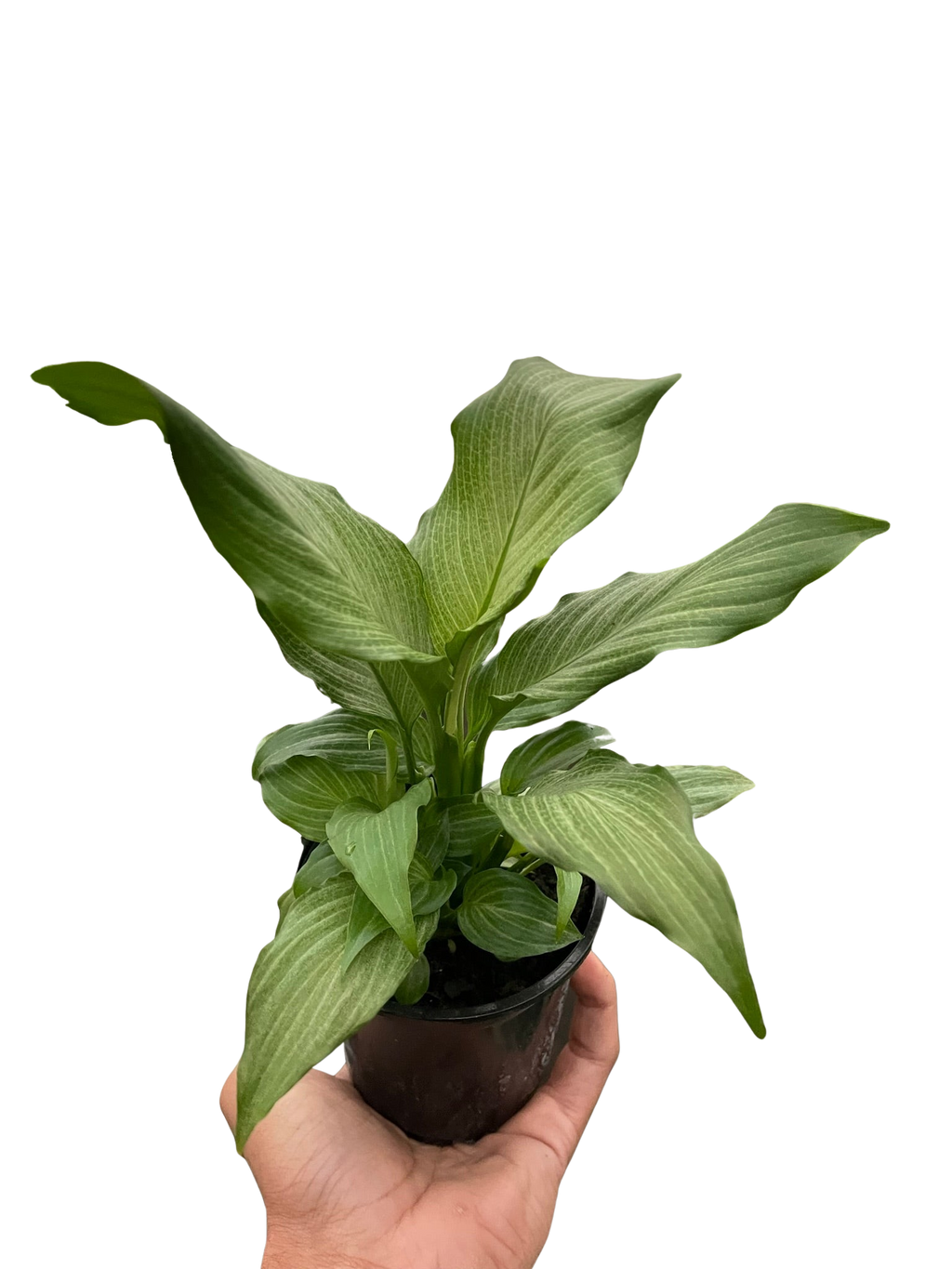 Spathiphyllum Platinum Mist