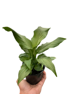 Spathiphyllum Platinum Mist