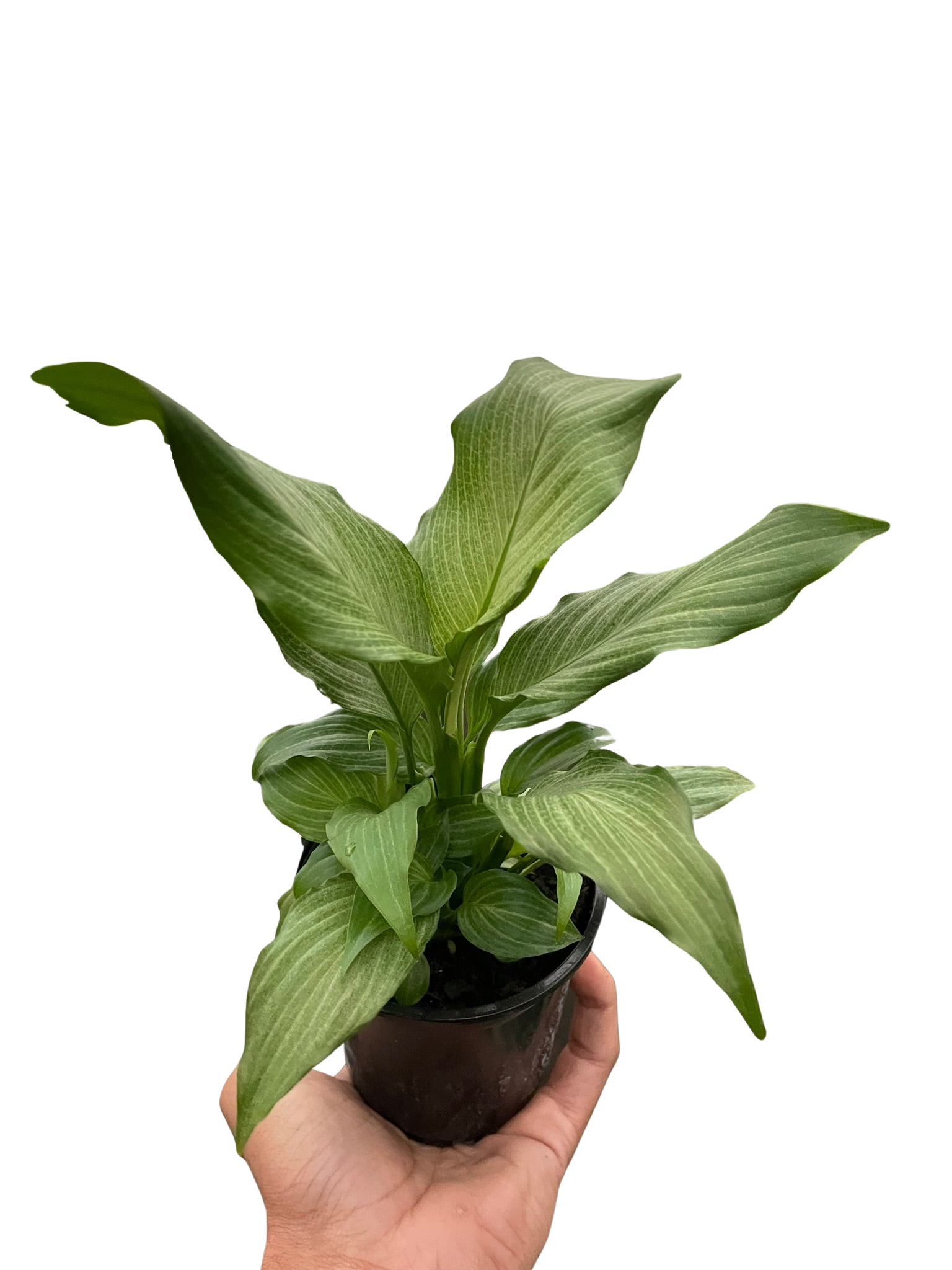 Spathiphyllum Platinum Mist