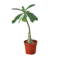 Succulent Adenium Obesum Desert Rose