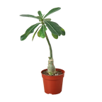 Succulent Adenium Obesum Desert Rose