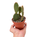 Opuntia Microdasys Bunny Ear Cactus