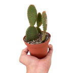 Opuntia Microdasys Bunny Ear Cactus