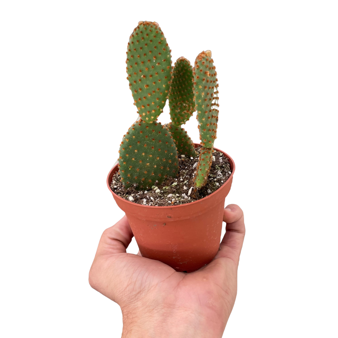 Opuntia Microdasys Bunny Ear Cactus