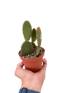 Opuntia Microdasys Bunny Ear Cactus
