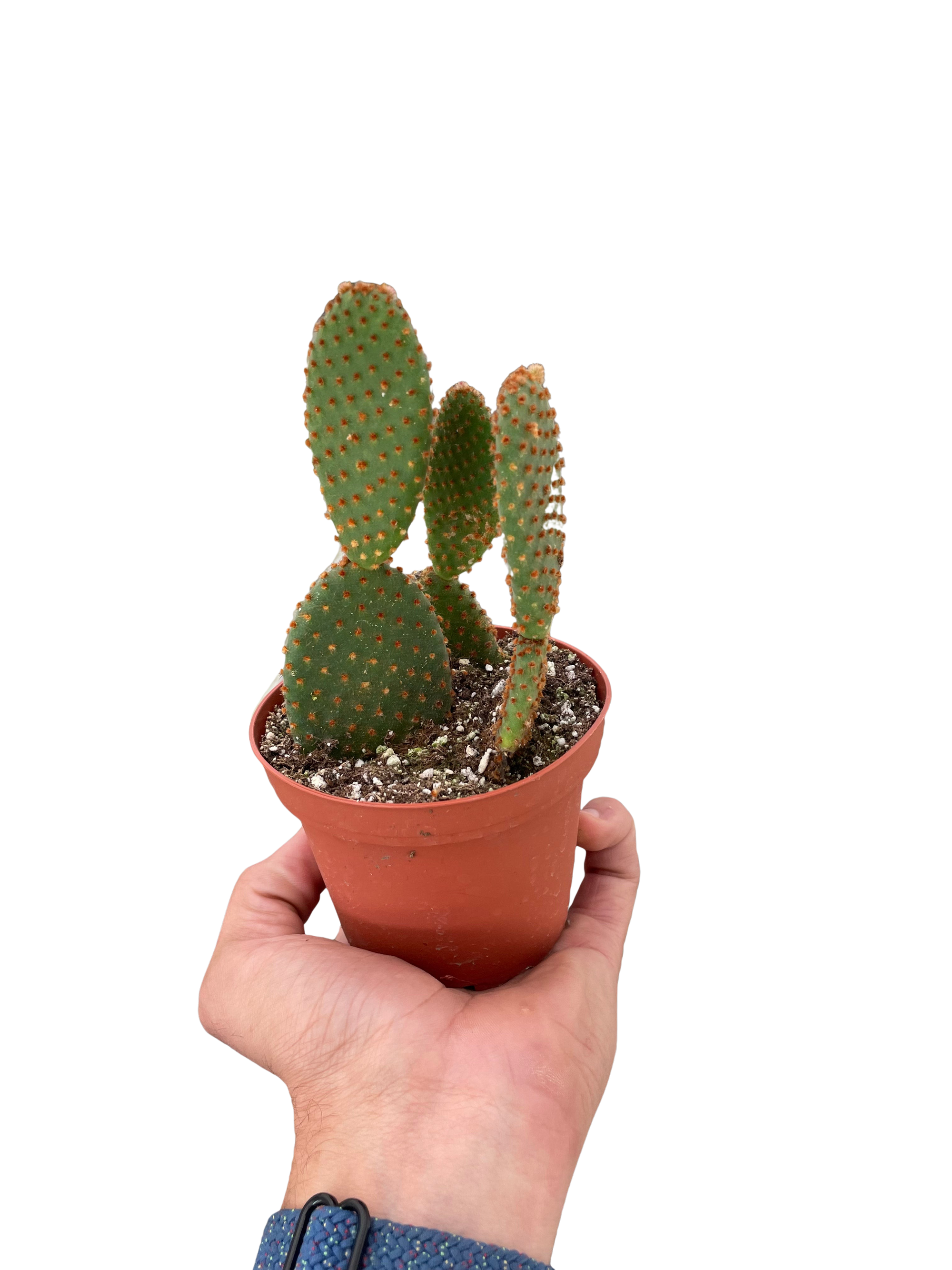 Opuntia Microdasys Bunny Ear Cactus