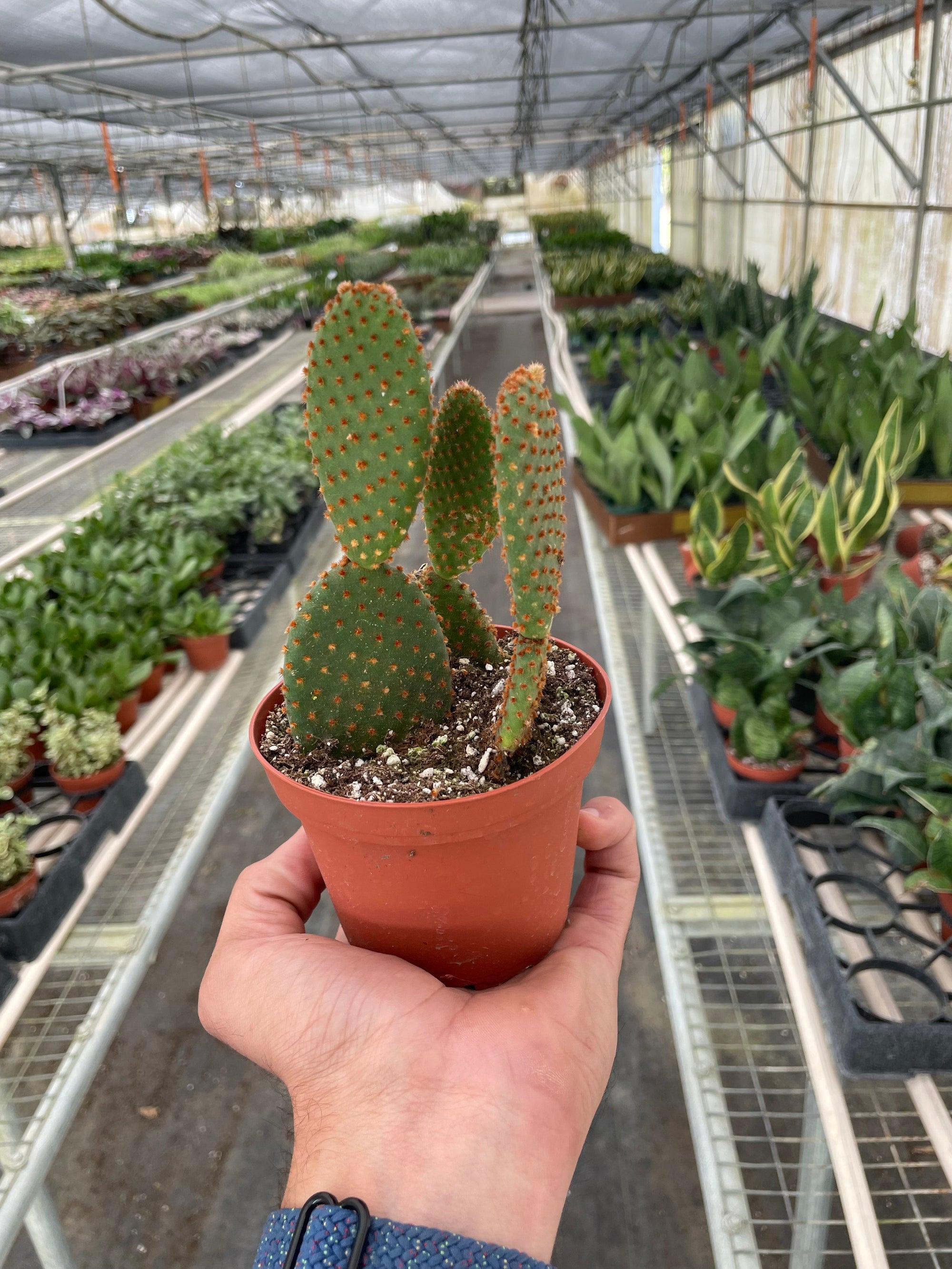 Opuntia Microdasys Bunny Ear Cactus