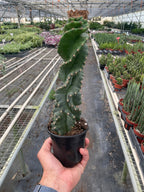 Cereus Forbesii Spiralis