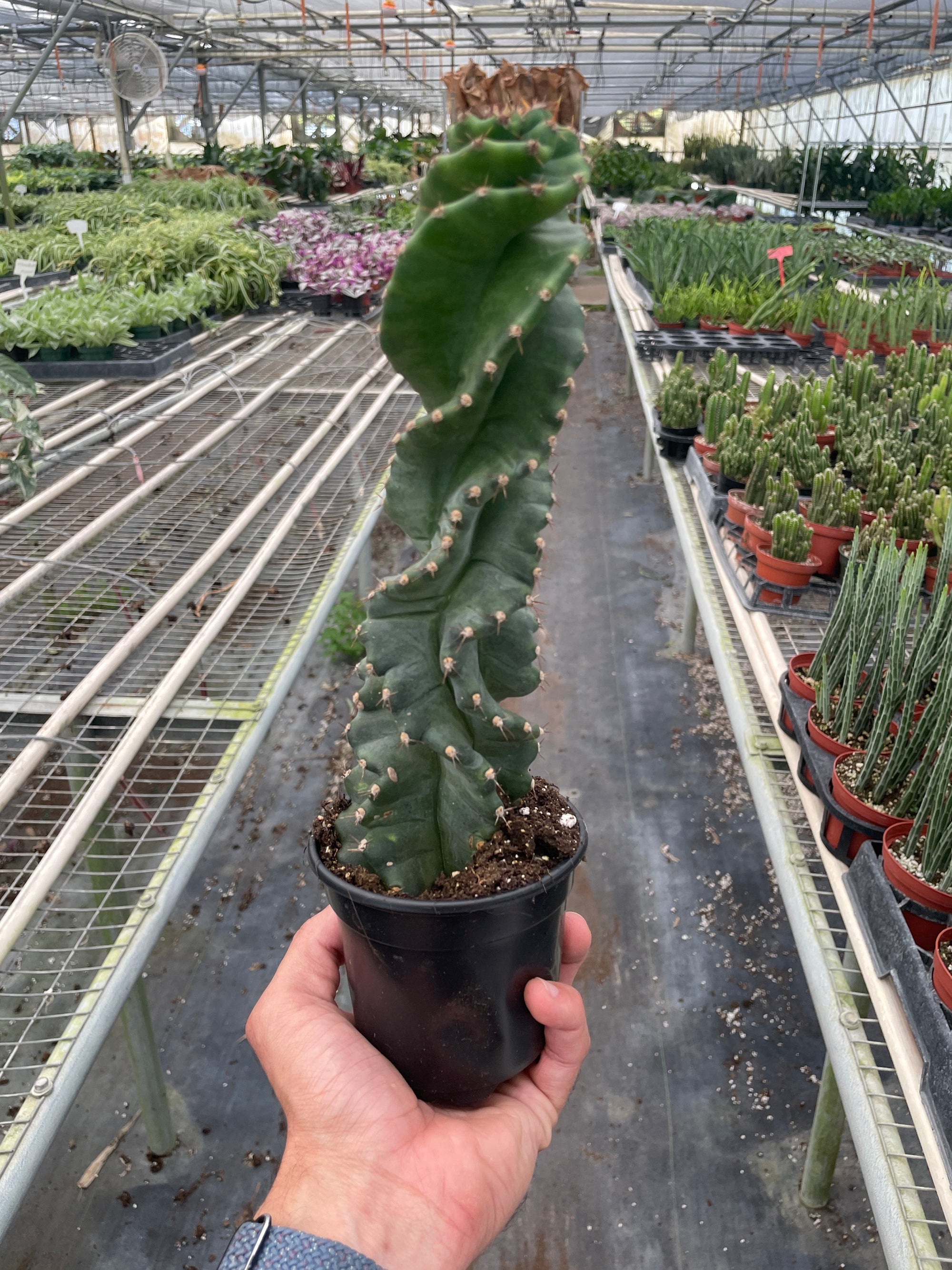 Cereus Forbesii Spiralis