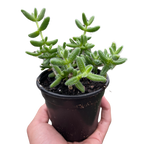 Delosperma Echinatum Pickle Plant