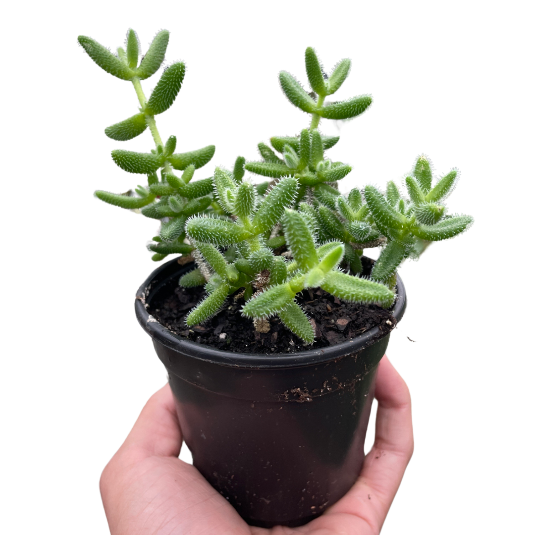 Delosperma Echinatum Pickle Plant