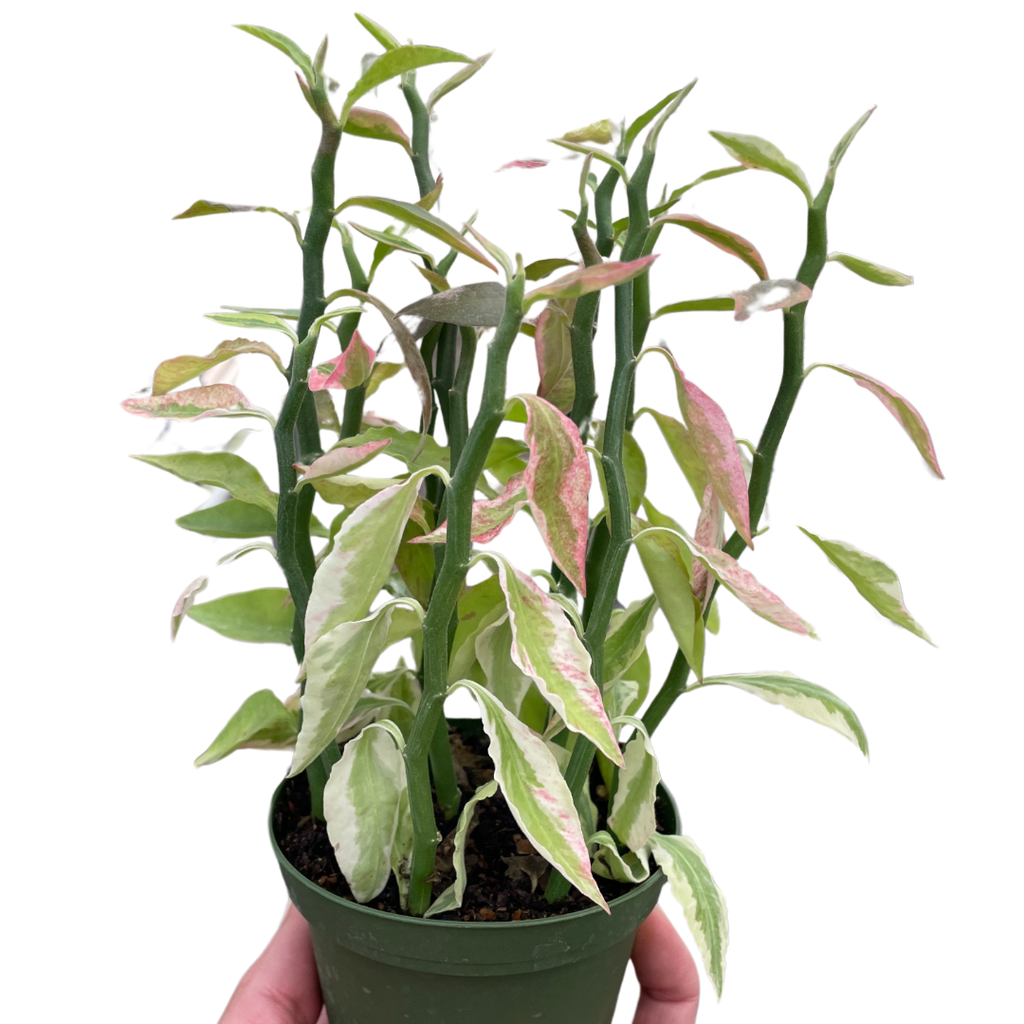 Variegated Devils Backbone Euphorbia