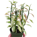 Variegated Devils Backbone Euphorbia