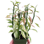 Variegated Devils Backbone Euphorbia