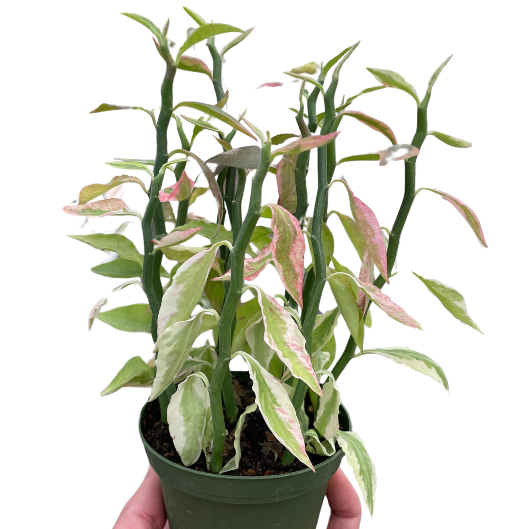 Variegated Devils Backbone Euphorbia