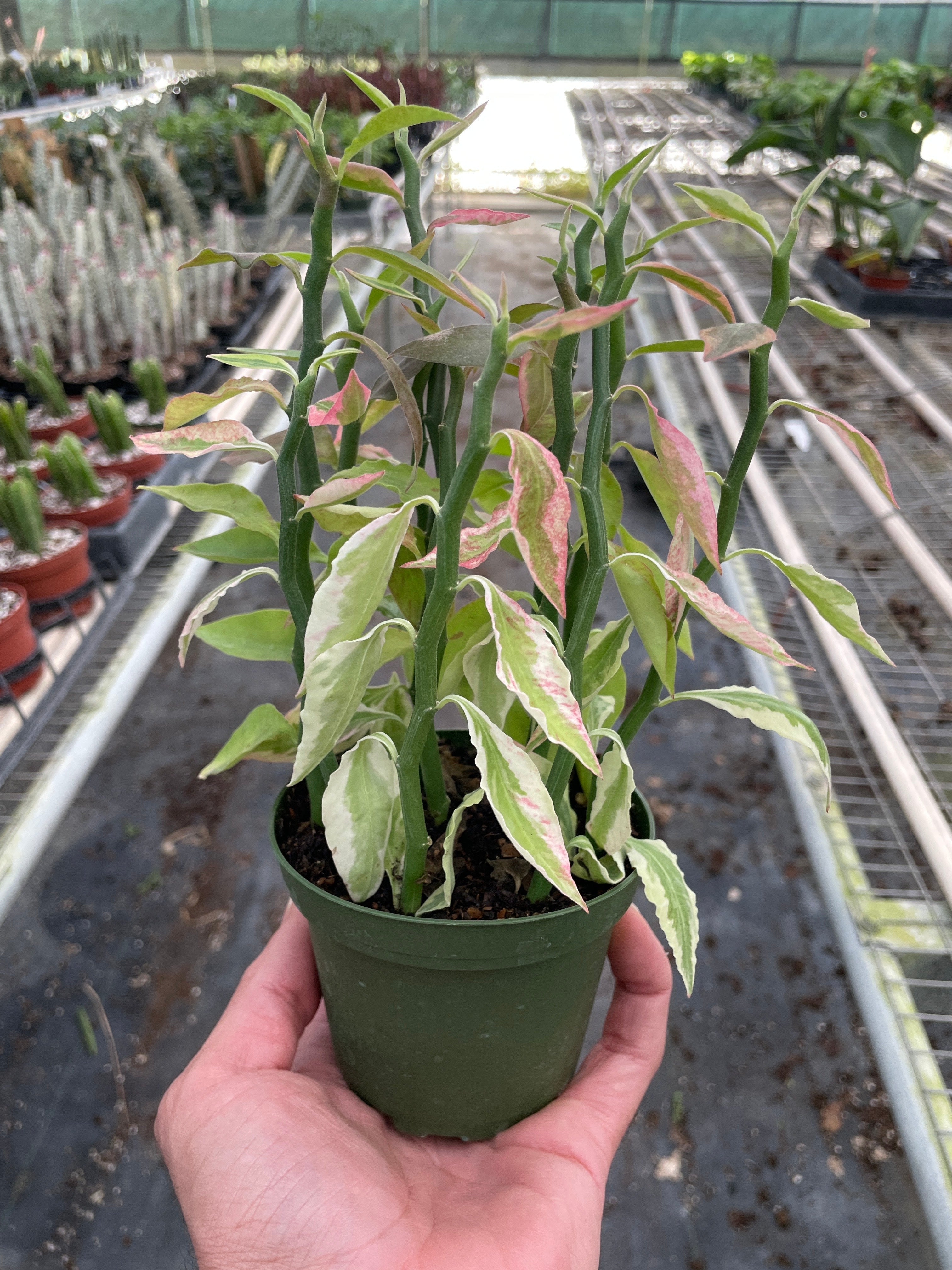 Variegated Devils Backbone Euphorbia