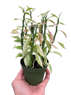 Variegated Devils Backbone Euphorbia