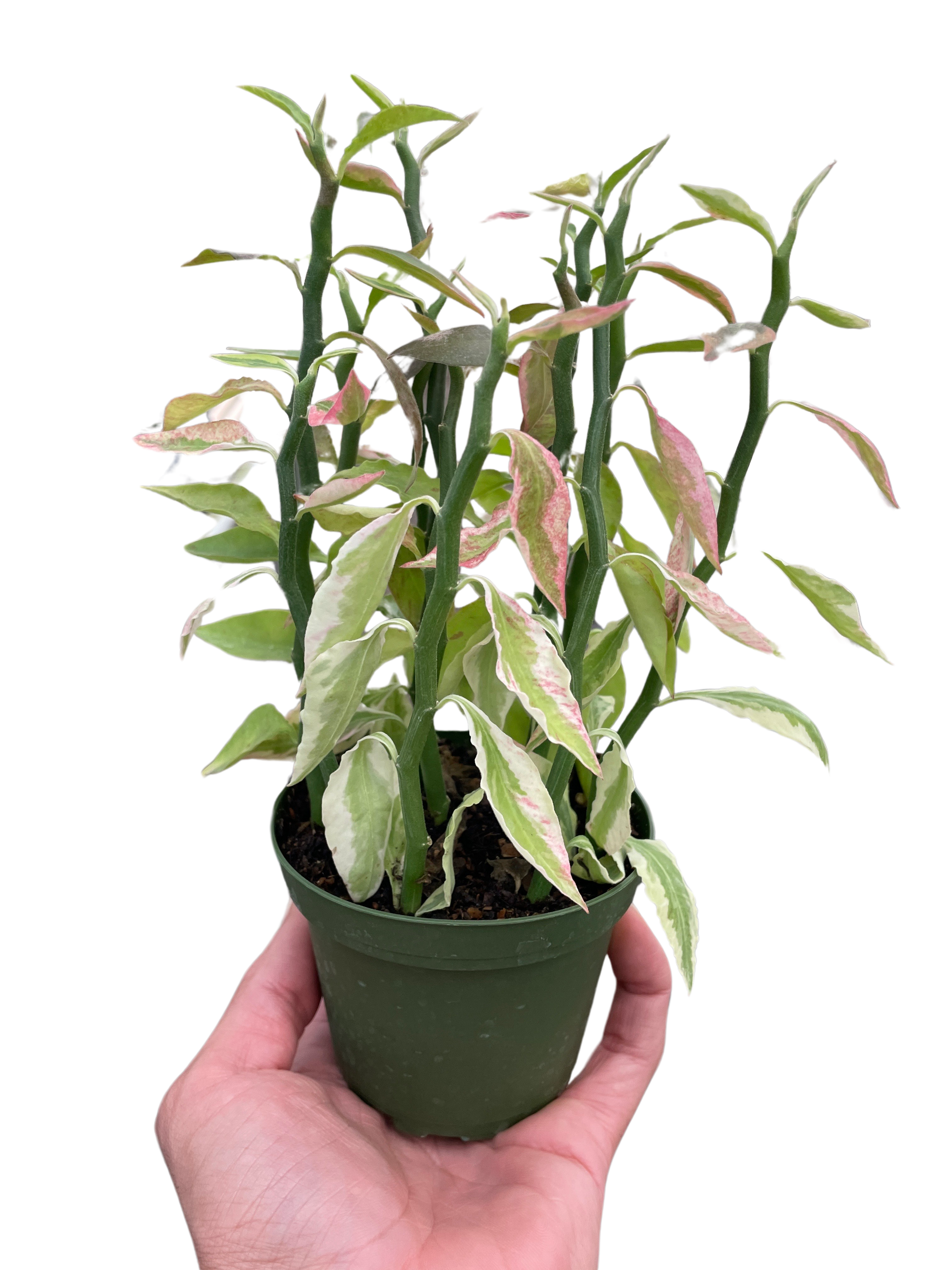 Variegated Devils Backbone Euphorbia