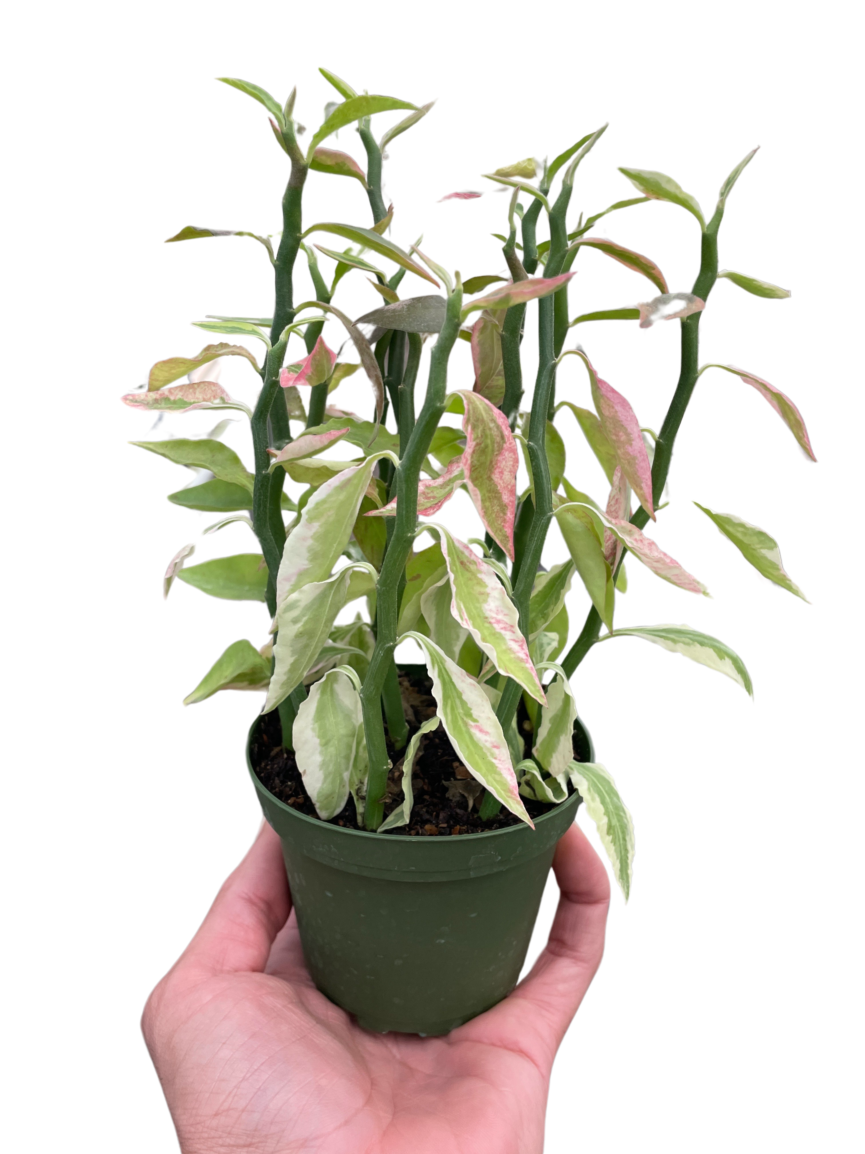 Variegated Devils Backbone Euphorbia