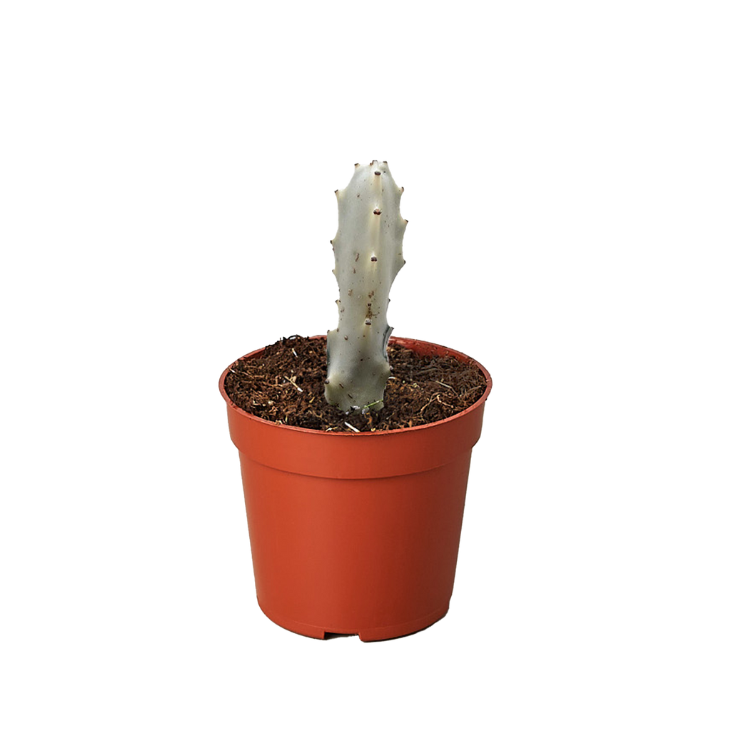 Succulent Euphorbia Dragon Bone