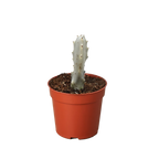 Succulent Euphorbia Dragon Bone