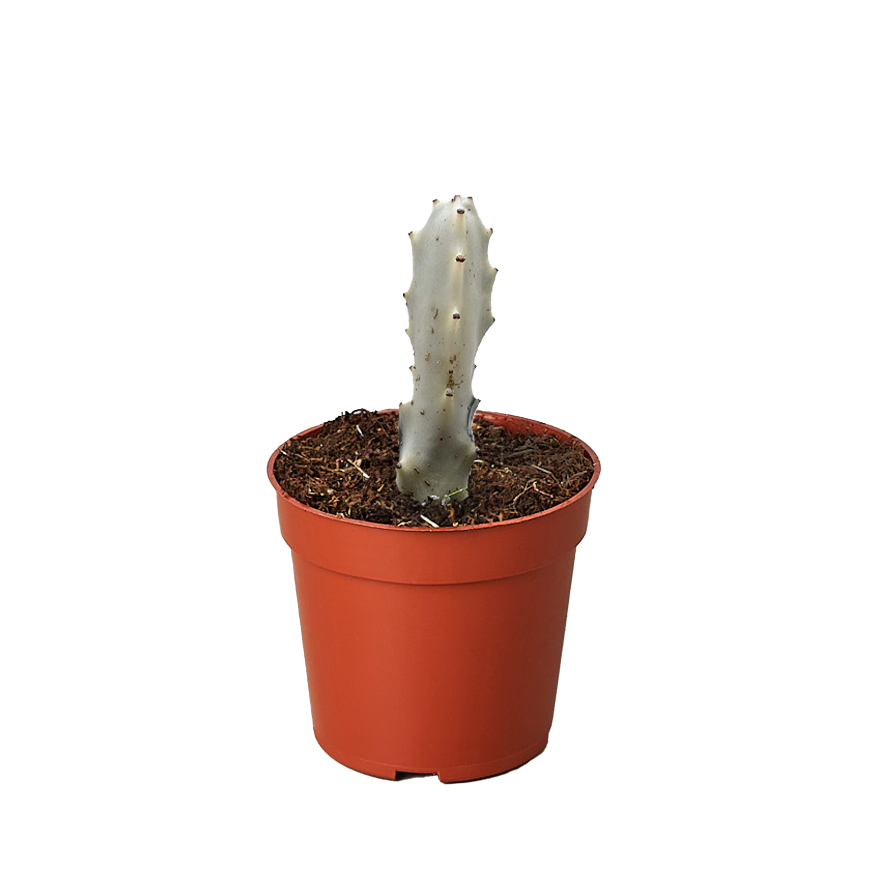 Succulent Euphorbia Dragon Bone