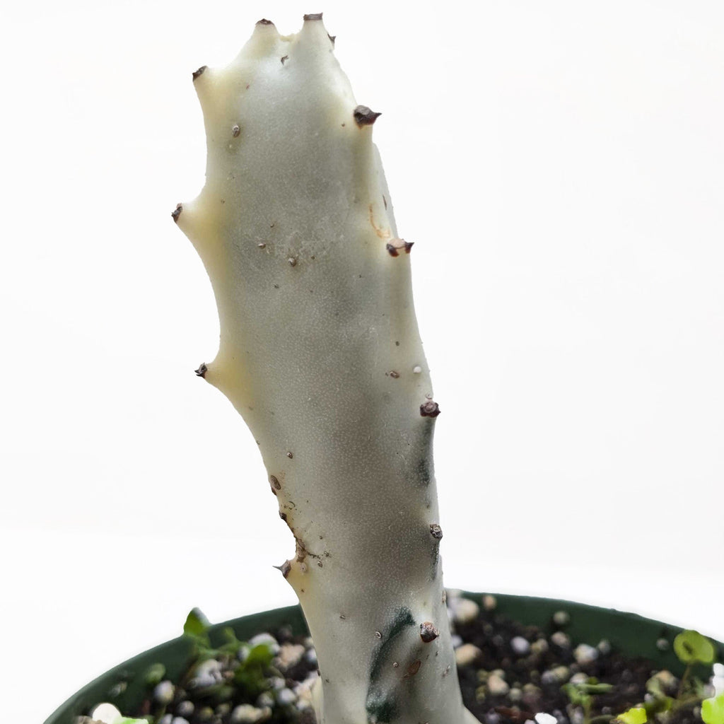 Succulent Euphorbia Dragon Bone
