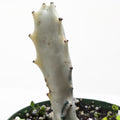 Succulent Euphorbia Dragon Bone