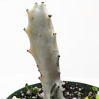 Succulent Euphorbia Dragon Bone