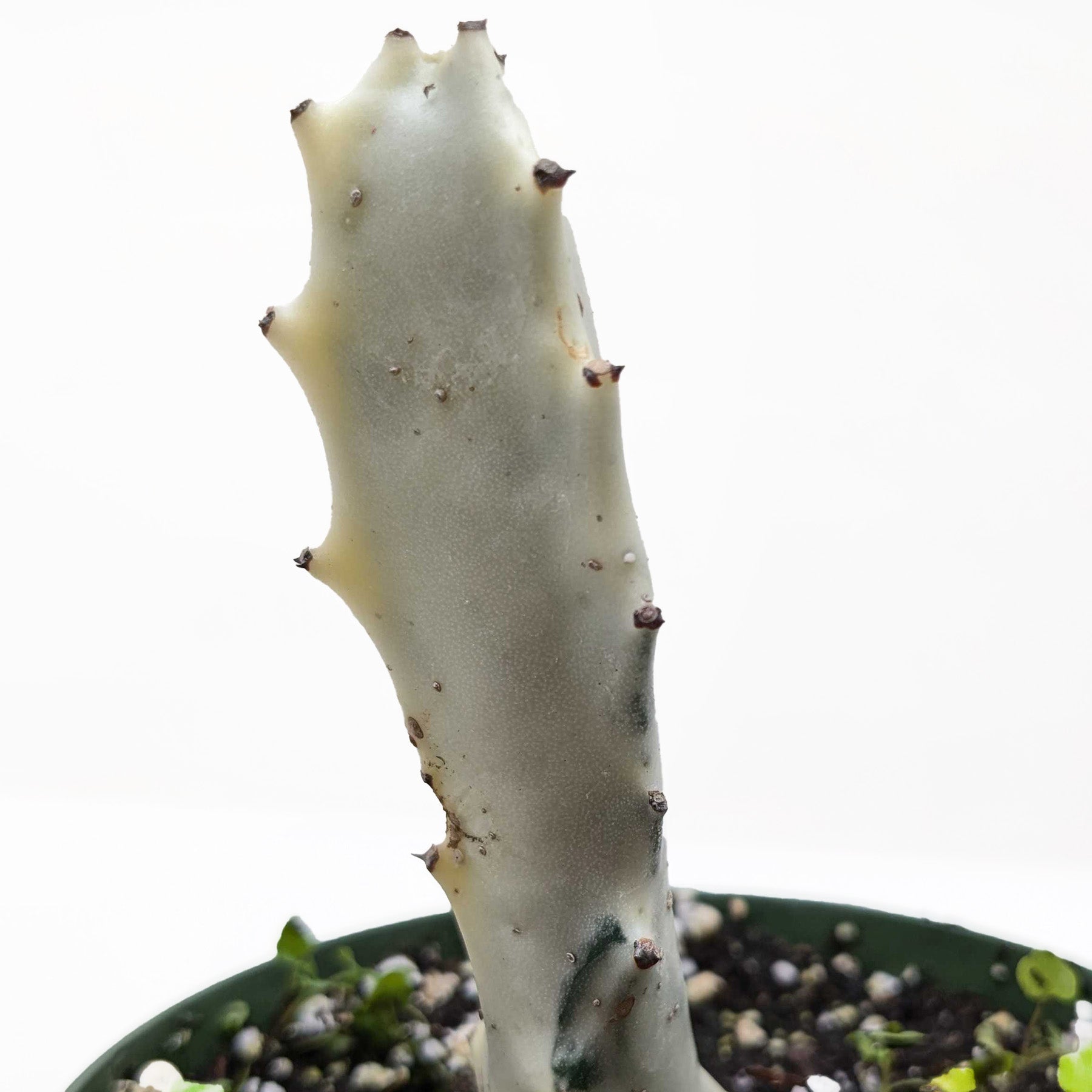 Succulent Euphorbia Dragon Bone