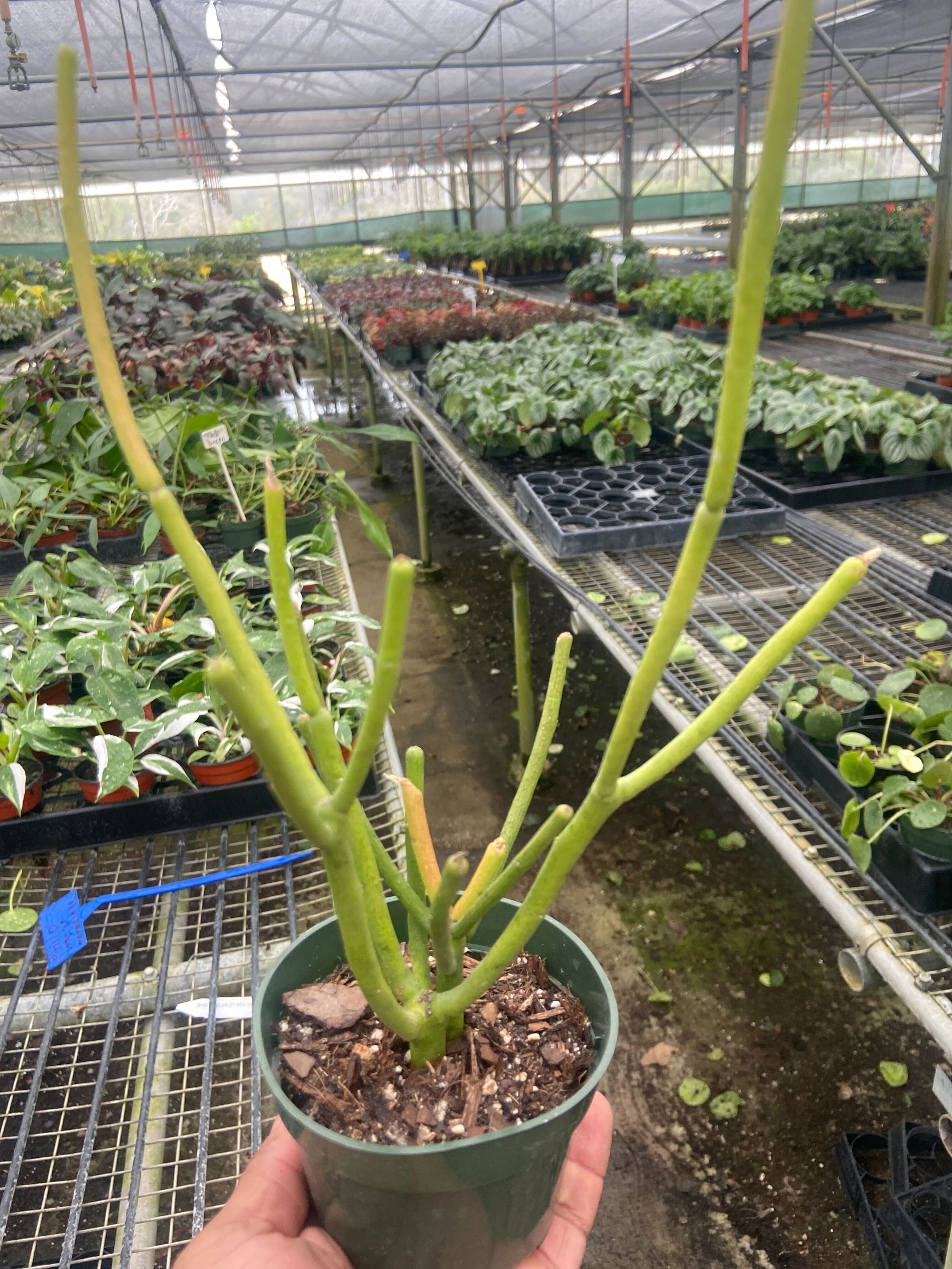 Euphorbia Pencil Cactus