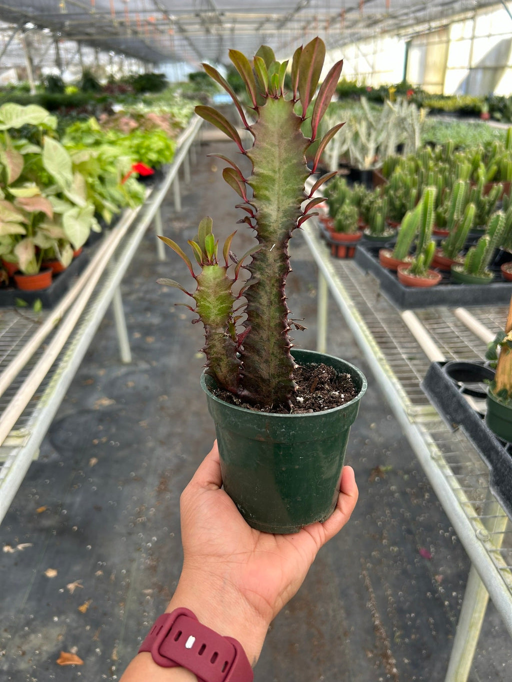 Succulent Euphorbia Trigona Rubra
