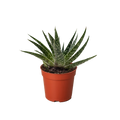 Succulent Gasteria Zimflora