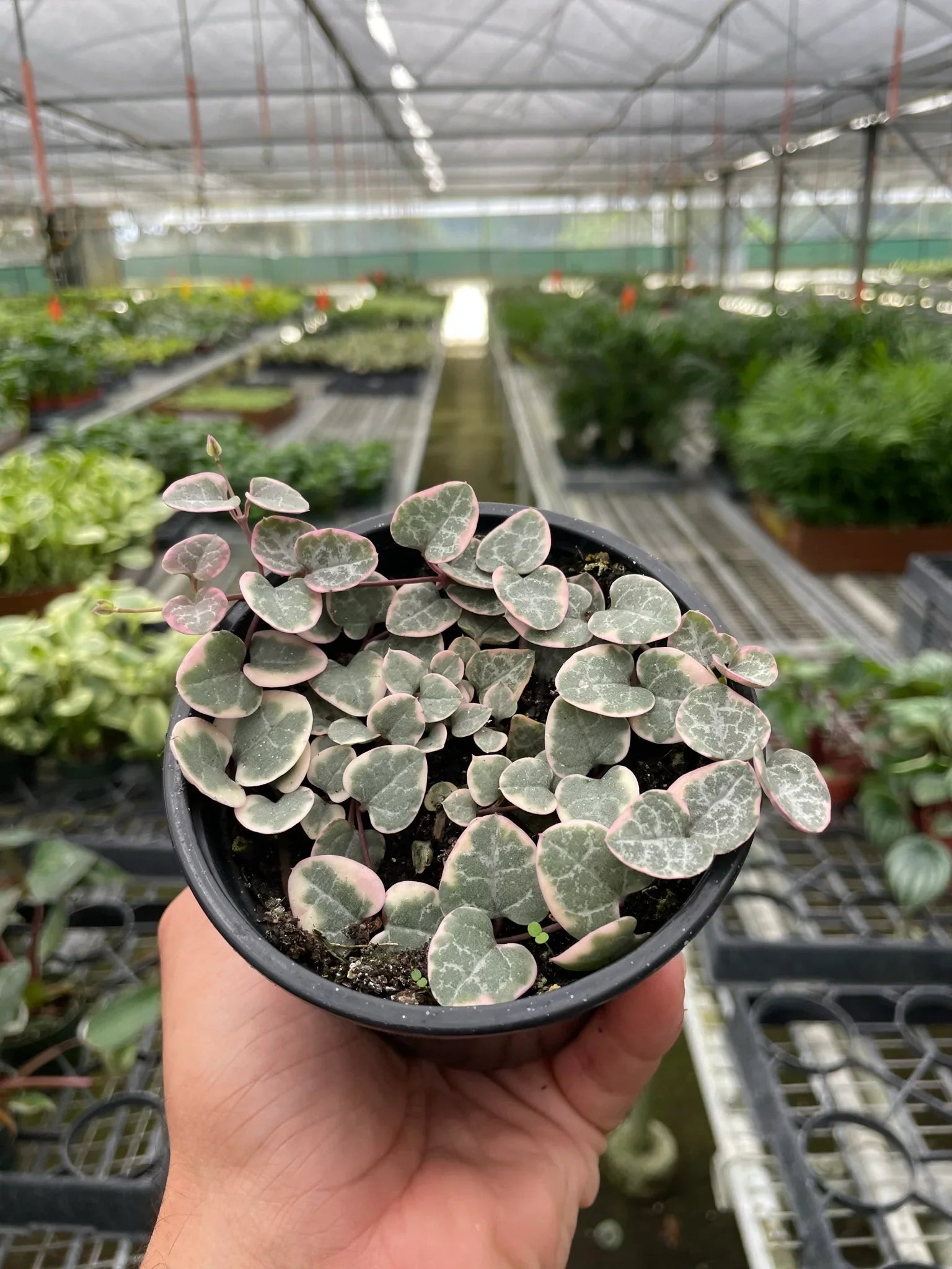 String Of Hearts Variegated