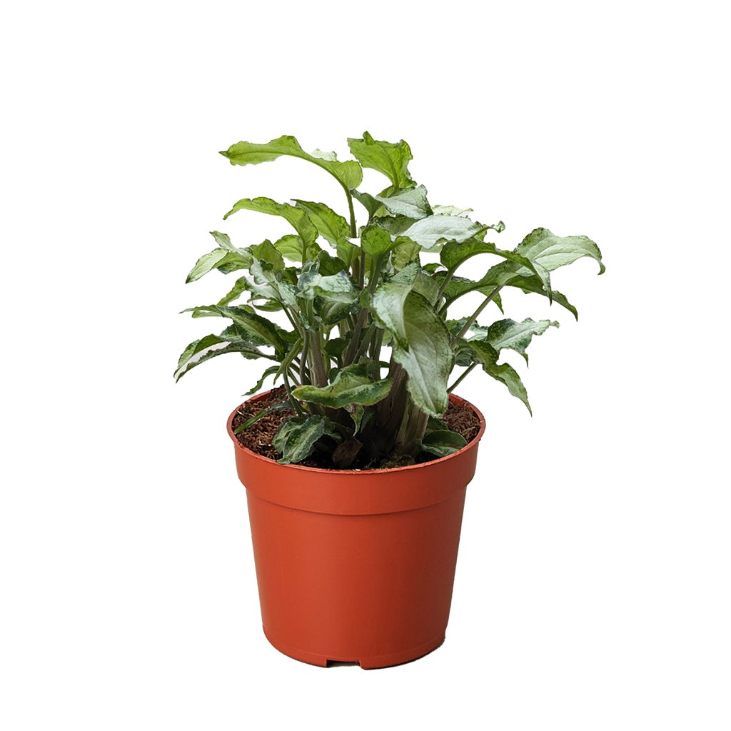 Syngonium Three Kings