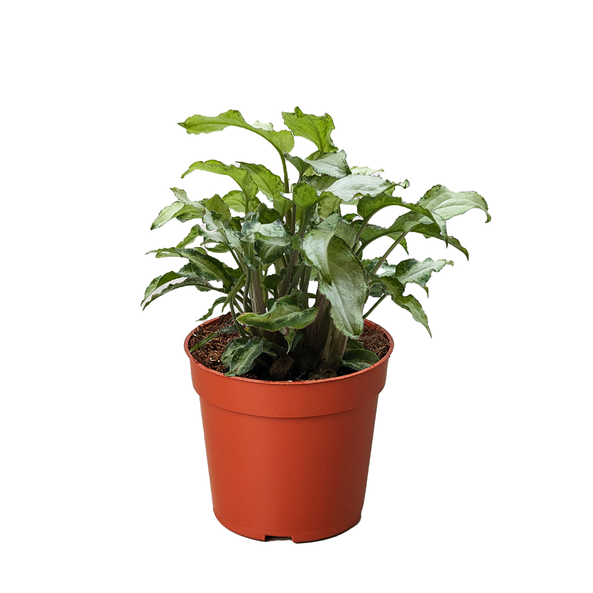 Syngonium Three Kings