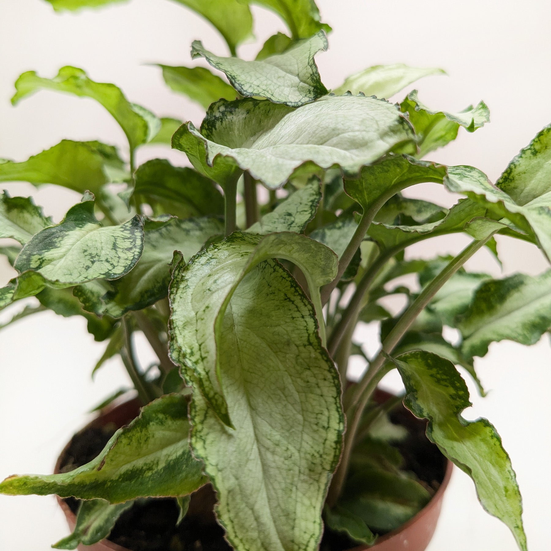 Syngonium Three Kings