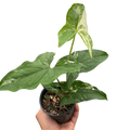 Syngonium Albo Variegata