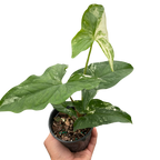 Syngonium Albo Variegata