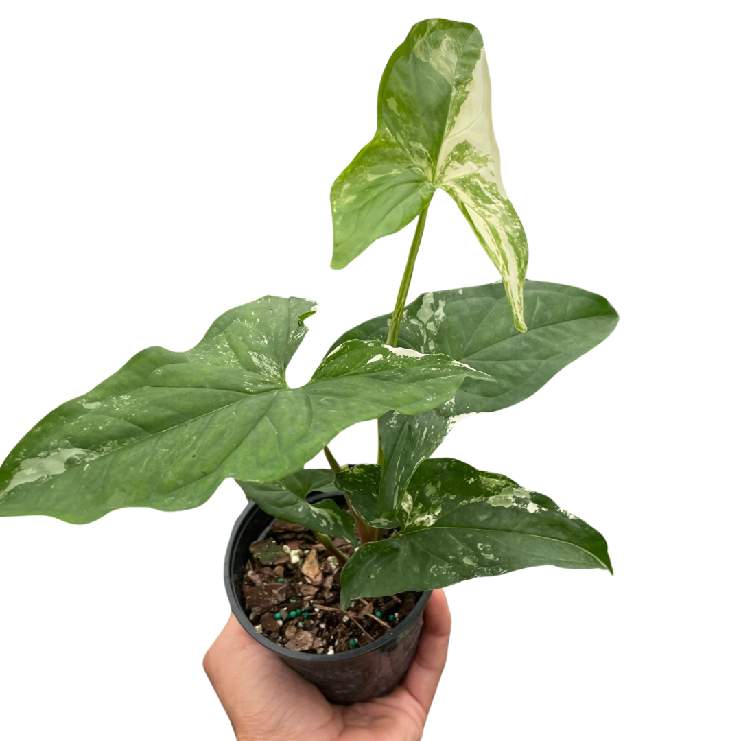 Syngonium Albo Variegata