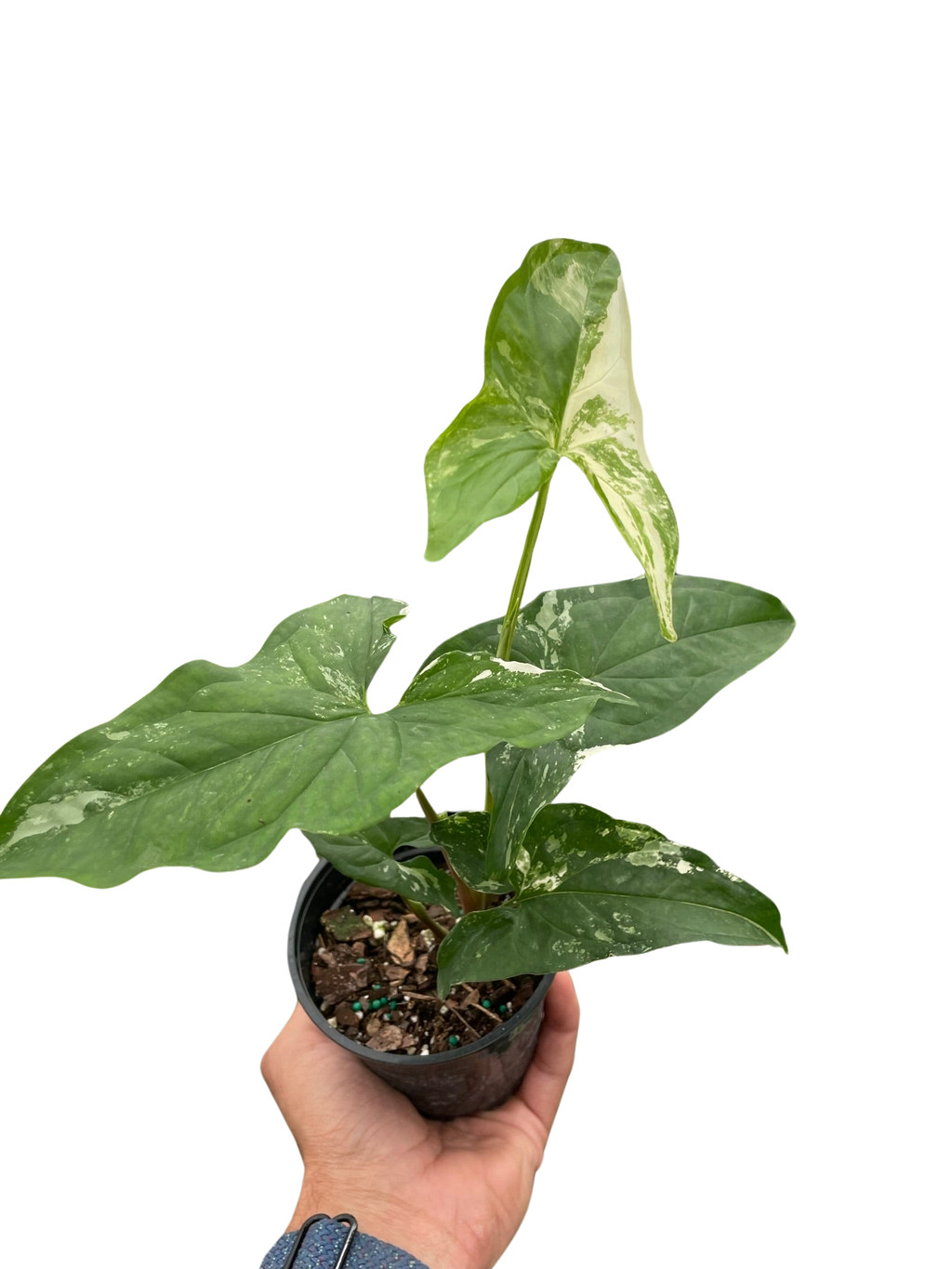 Syngonium Albo Variegata