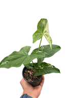 Syngonium Albo Variegata