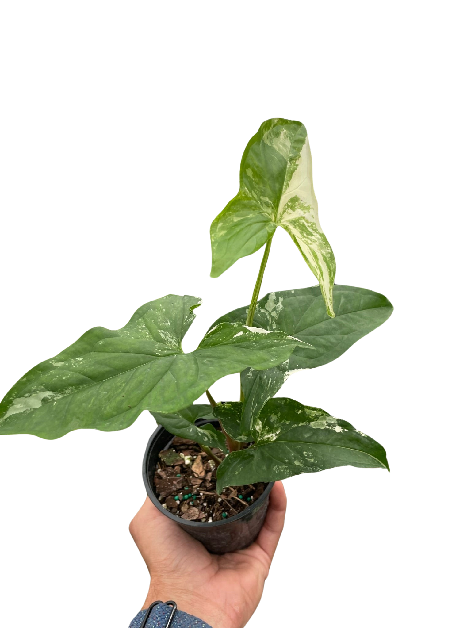 Syngonium Albo Variegata
