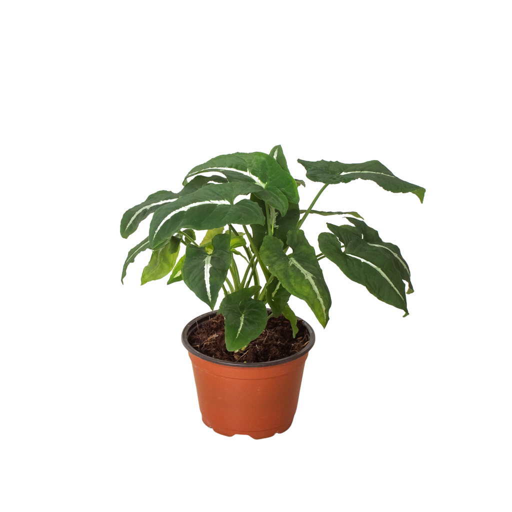 Syngonium Wendlandii Black Velvet