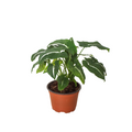 Syngonium Wendlandii Black Velvet