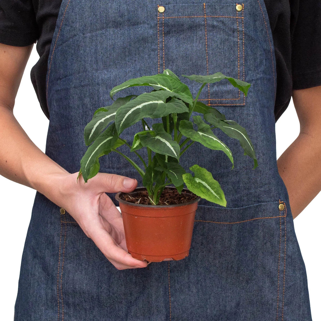 Syngonium Wendlandii Black Velvet